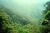Rainforest.jpg