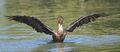 Cormorant outstretched wings.jpg