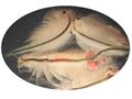 Artemia salina.jpg