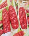 Deep red corn.jpg