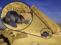 Proof giant beavers built the pyramids.jpg