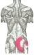 Gluteus Maximus.jpg