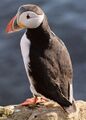 Puffin2.jpg