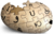 Wiki-wordmark.png