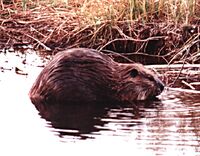 Beaver.JPG