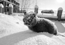 Cat in snow.jpg