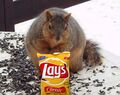 Fat squirrel chips.jpg
