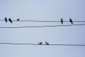 Pigeons-telephone-wire.jpg