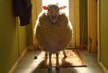 Sheep NZ.jpg