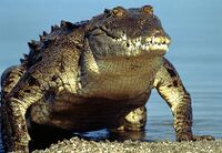 An alligator (or maybe a crocodile).