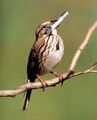 Song sparrow.jpg
