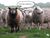 Sheepbase.jpg