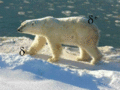 The Polar Bear.gif