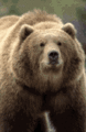 Kodiak bear.gif