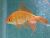 Goldfish16G.jpg