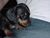 Pup4.jpg