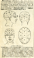 355px-1895-Dictionary-Phrenolog.png
