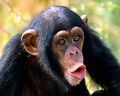 ChimpanzeeB.JPG