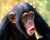 ChimpanzeeB.JPG