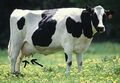 Grazing-cow-1b.jpg