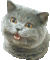 Happycattemplate.gif