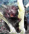 Porcupine in a tree.jpg