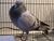Pet pigeon sm.jpg