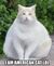 Americancat.jpg