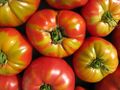End of Summer Tomatoes.jpg