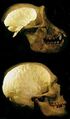 Chimp-human brain.jpeg