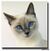 Chineseycat.jpg