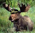 Moose Hat.jpg