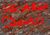 Ugvthog transcript.JPG