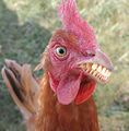 Chicken with teeth.jpg