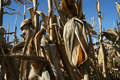 Corn stalks in Benton County, Indiana.png