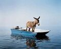 Burro in boat.jpg