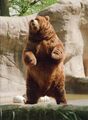 Brown-bear-rearing.jpg