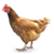 Chicken.png