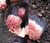 Mycetozoa Sporocarps Stemonitidae What.png