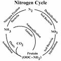 Nitrogen Cycle-4.jpg