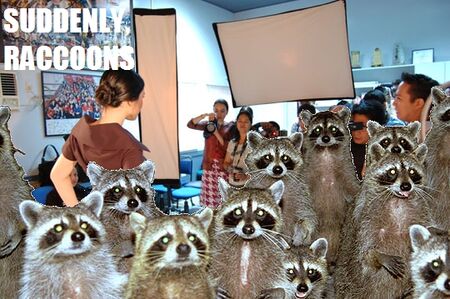 Patchot3-raccoons.jpg