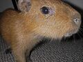 Capybara lover.jpg