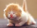 Cute kitten 2.jpg