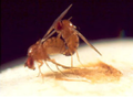 Drosophila mating2.png