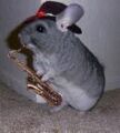 Chinchilla playing the saxophone.jpg