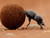 Dung beetles.webp