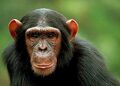 Young chimp da.jpg
