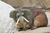 Hyraxaphant.png