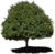 Tree.png