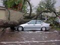 Car smashed by tree.jpg